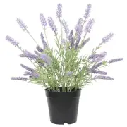 NNEDSZ Lavender Plant 40cm