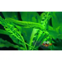 在飛比找蝦皮購物優惠-蝦兵蟹將【水草造景】氣泡椒草(3株/7株)【一組】中景草 後