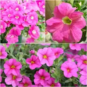 Petunia - Rose of Heaven seeds