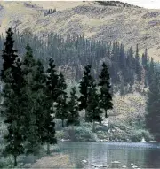 Woodland Scenics 4In - 6In Rm Real Pine24/Pk, #WS-TR1581