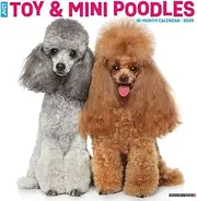 WILLOW CREEK Just Toy & Miniature Poodles 2025 12 X 12 Wall Calendar
