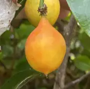 Passiflora tetrandra - 20 seeds - Kohia - NZ native passionfruit