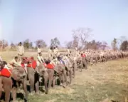 Royal Tour to Nepal A general scene during a Tiger hunt which Quee- Old Photo 6