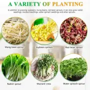 Bean Sprouts Machine Bean Sprouts Growing Kit for Soybean Mung Bean Red Bean