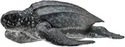 Collect A Sea Life Leatherback Sea Turtle Toy Figure