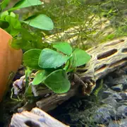 Anubias Nana On Cholla Wood For Fish Shrimp Snail Tank Aquarium