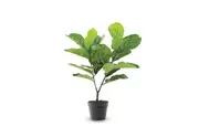 FIDDLE LEAF 75cm Fiddle Leaf Fig with Black Plastic Pot