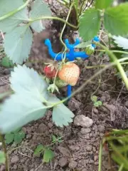 Support Fraises Strawberry | 3D Printed Plant Propagation (PR-32)