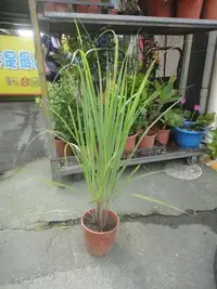 在飛比找Yahoo!奇摩拍賣優惠-芳草園－「檸檬香茅」6吋盆栽