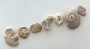 Natural Letter Shaped COURAGE beach shell fragment seashell craft art pebble US