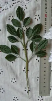 LEAF Silk SPRAY 24cm long GREEN x 15 Leaves - 10@30x16mm and 5@38x18mm Size GT D