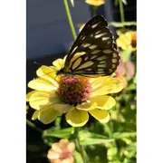 BENEFICIAL BUG / MIX SEEDS - BULK / Butterfly Mix