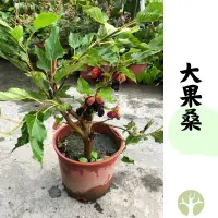 在飛比找蝦皮購物優惠-［農夫世家］大果桑椹 年份苗 6吋盆 合適鮮食 苗上具結果能