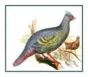 John Gould Blood Pheasant Trogopan Birds Counted Cross Stitch Chart Pattern