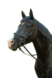 Mcalister Multibridle Competition Horse Bridle With Reins Black Or Brown