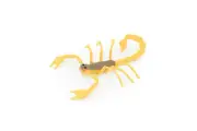 Scorpion, Orange & Brown, Rubber Toy, Realistic, Model, Kids Gift, 2.5" F1055