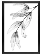[Profile Australia] Australian Made Transparent Eucalyptus Feather Leaves Art Print A3 in Black Frame No Border