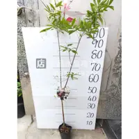 在飛比找蝦皮購物優惠-大果黑玫瑰櫻桃苗🍒（平地可種/苗高>100cm） 黑玫瑰櫻桃