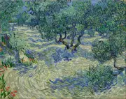 Vincent van Gogh - Olive Orchard Painitng Canvas wall home Decor high quality