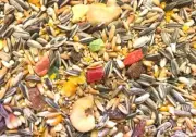 Parrot Mix seed Fruit & Nut mix 1KG + Sprouting Mix 1KG Eclectus Conures MEDIUM