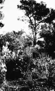 Bendigo Victoria 1925 - A garden with a large tree growing behind - Old Photo