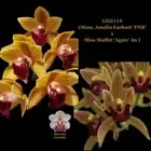 100mm Cymbidium Orchid Seedling GH2114 (Mem. Amelia Earhart ‘FNR’ x Miss Muffet