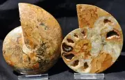 RARE Honey Orange Fossil Ammonite 143mm Shaped Crystal 146mm 5.3" 110myo 3813xx