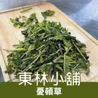 在飛比找蝦皮購物優惠-《東林小舖》憂遁草 憂盾草 優頓草 憂頓草 沙巴蛇草 鱷嘴花