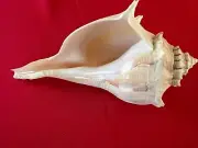 Sanibel Florida Lightening Welk 8" Sea Shell Seashell