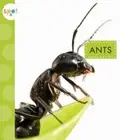 Ants (Spot Creepy Crawlies)