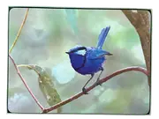 Placemats - Set of 4 boxed - BLUE WREN