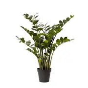 [James Lane] Zanzibar Plant - 80cm x 80cm x 120cm
