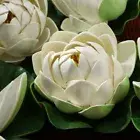 6PCS floating lotus lotus flower artificial lotus flowers for decoration