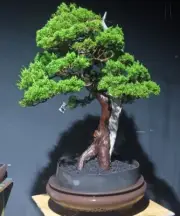 Bonsai tree || Juniperus Chinensis Sargentii || medium size || Tanukii style