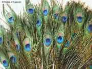100 Natural Peacock feathers w Blue Green Eyes 30-35" L Hand selected