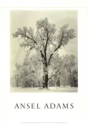 ANSEL ADAMS Oak Tree, Snowstorm, Yosemite Valley, California 36" x 25.5" Poster