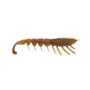 Rapala Crush City Imposter 3 inch Super TPE Soft Plastic Fishing Lure