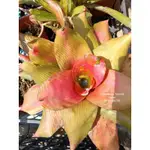 【頂上花藝]  NEOREGELIA TOSSED SALAD/ 五彩蜻蜓屬積水鳳梨/ 側芽僅一株/限網路訂購