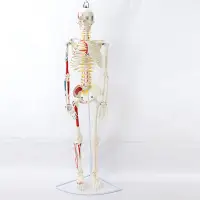 在飛比找蝦皮商城優惠-醫學85CM掛式人體骨骼模型神經肌肉起止骨架瑜伽教學脊柱用 
