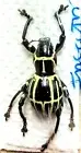 1 A-1 Pachyrrhynchus elenae 16mm Male Unmounted Real Weevil Beetle