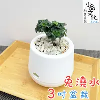 在飛比找蝦皮商城優惠-【小品文化】皺葉福建茶【現貨】3吋雪胖盆 懶人盆栽 加水更方