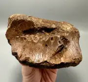 T-Rex Bite Marks on Hadrosaur Vertebrae, Hell Creek Formation