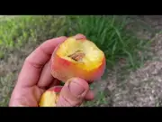 Buy Peach Flordagold Grafted Fruit Trees (Prunus persica)