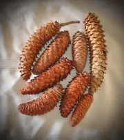 Lot of 8 Immature Giant Sugar Pine Cones