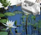 3D White Lotus 9951NA Floor WallPaper Murals Wallpaper Mural Print AJ AU Fay