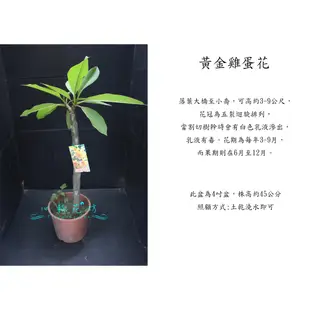 心栽花坊-黃金香水雞蛋花/超取過高會裁切/5吋盆/觀花植物/香花植物/綠籬植物/售價150特價120