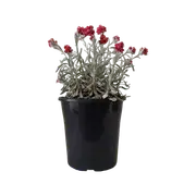 180mm Helichrysum Red Jewel - Helichrysum amorginum