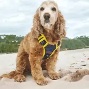 Essendon Bombers Dog Harness