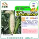 【綠藝家】G27-1.紫白甜糯玉米種子4克(約20顆)