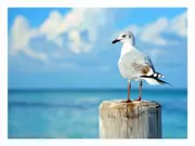 Seagull Canvas Print